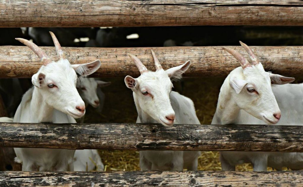 Cabrito blanco serrano