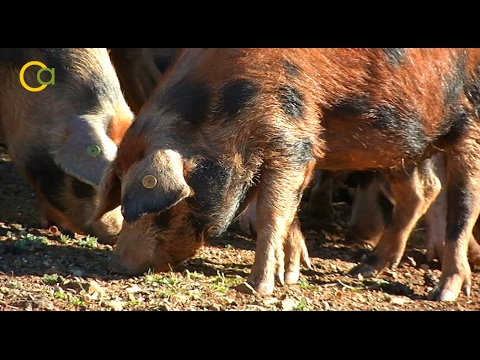 Evolución del precio del cerdo en España